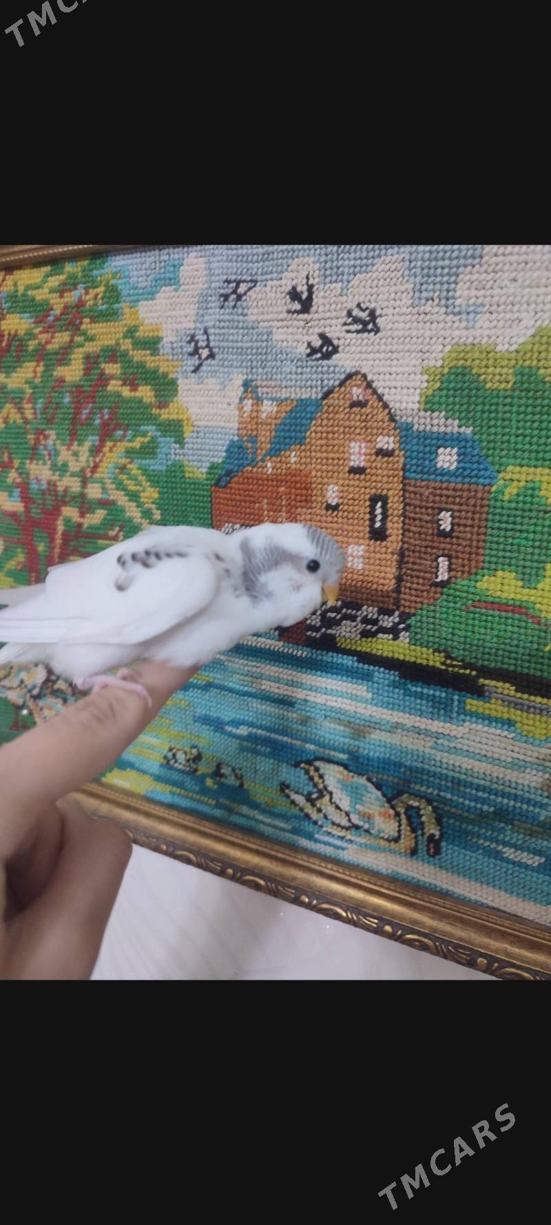 домашние животные - Ашхабад - img 3