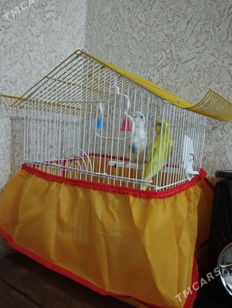 papugaý - Türkmenabat - img 1