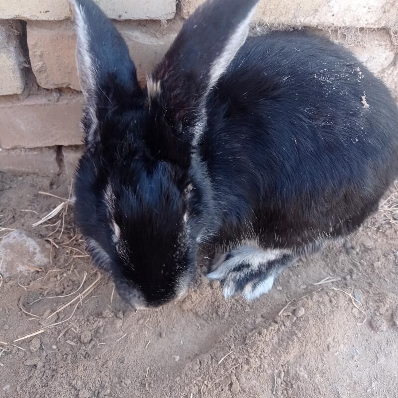 towşan flander - Mary - img 3