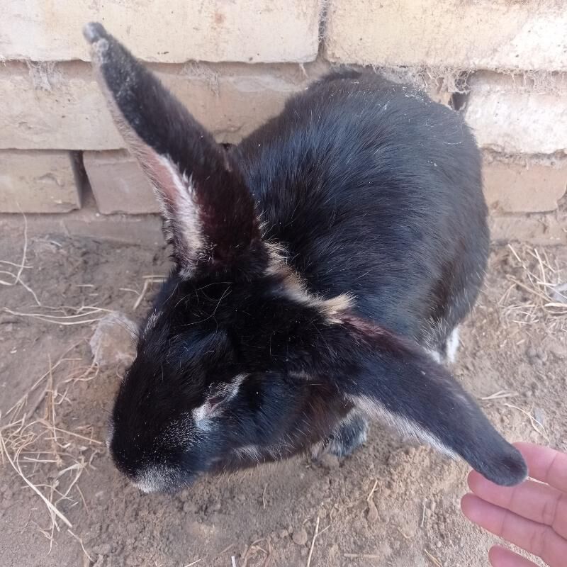 towşan flander - Mary - img 2