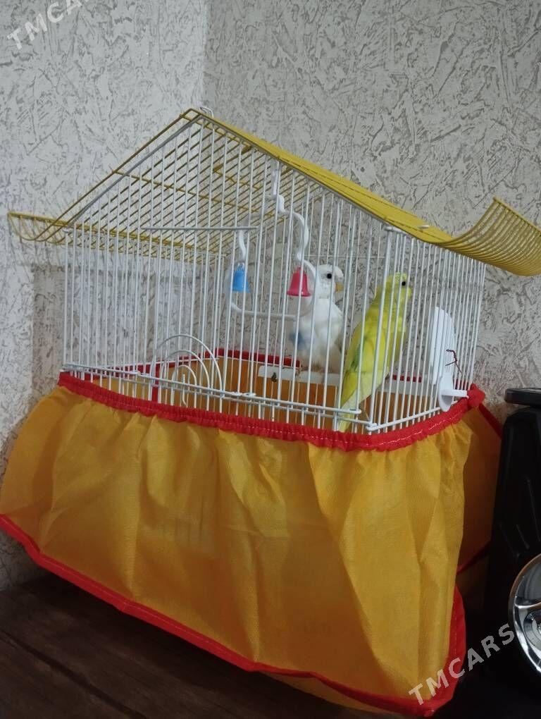 papugaý - Туркменабат - img 3