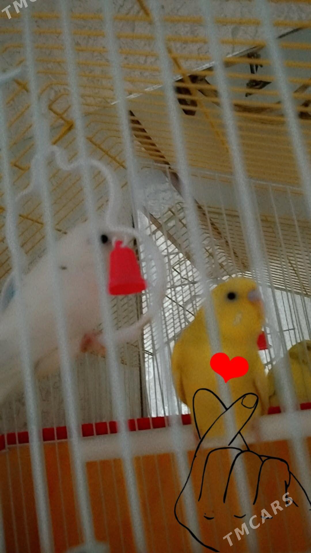 papugaý - Туркменабат - img 2