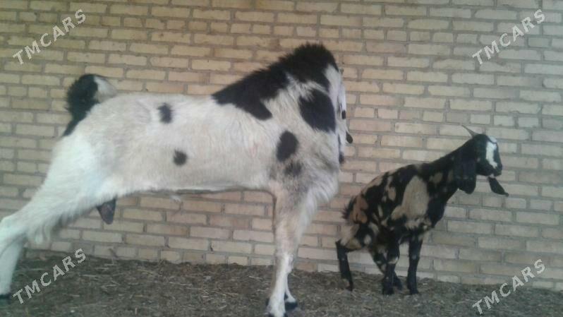 Чебиш - Kerki - img 6