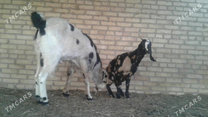 Чебиш - Kerki - img 5