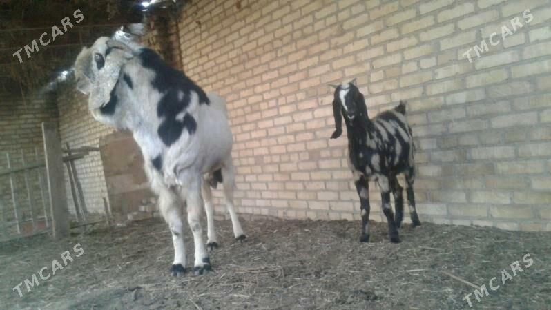 Чебиш - Kerki - img 3