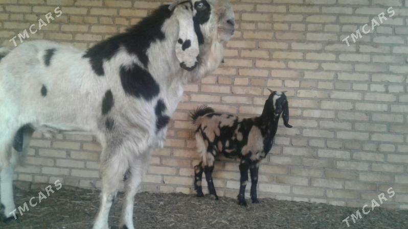 Чебиш - Kerki - img 7