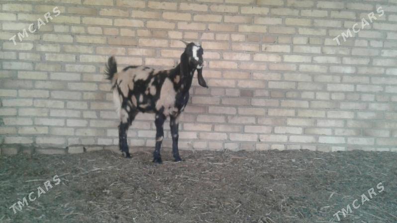 Чебиш - Kerki - img 2