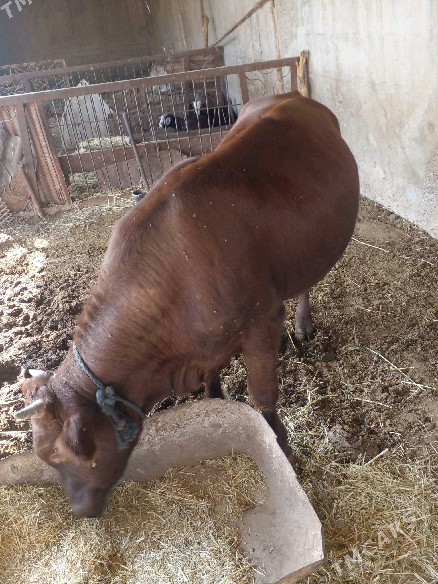 Öküz - Бабадайхан - img 2