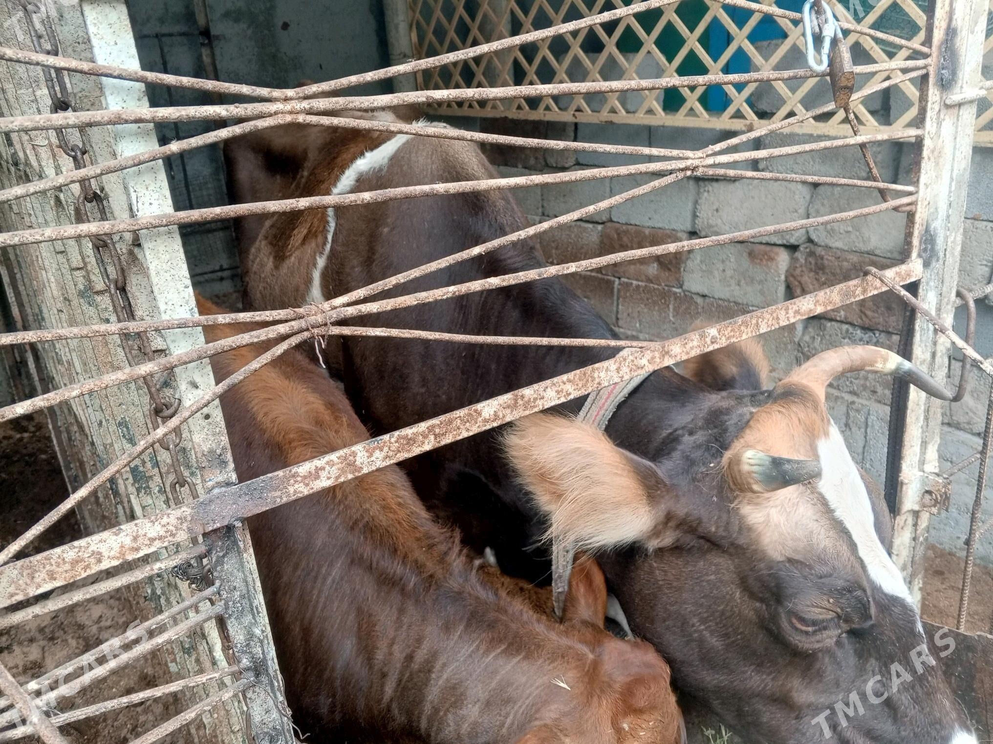 Göleli sygyr - Hitrowka - img 3