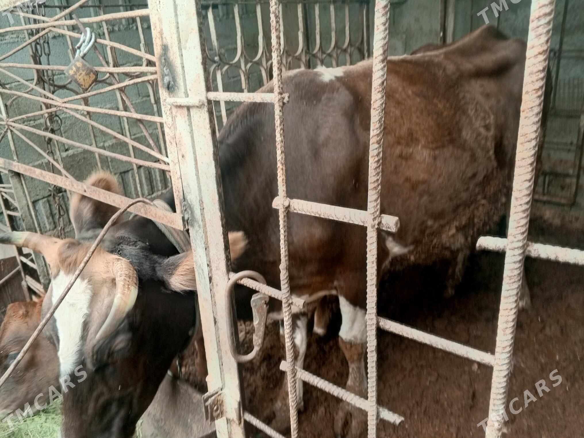 Göleli sygyr - Hitrowka - img 6