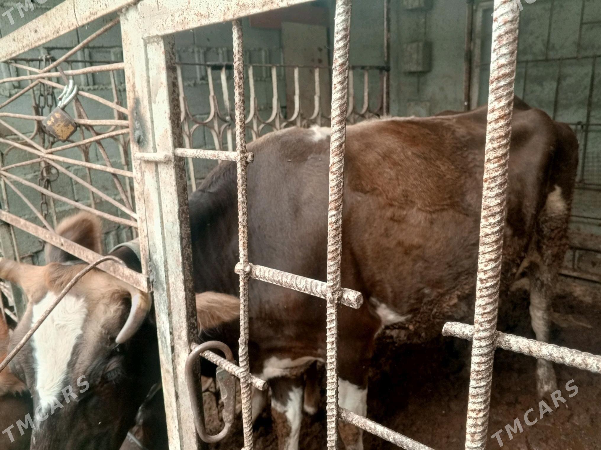 Göleli sygyr - Hitrowka - img 1