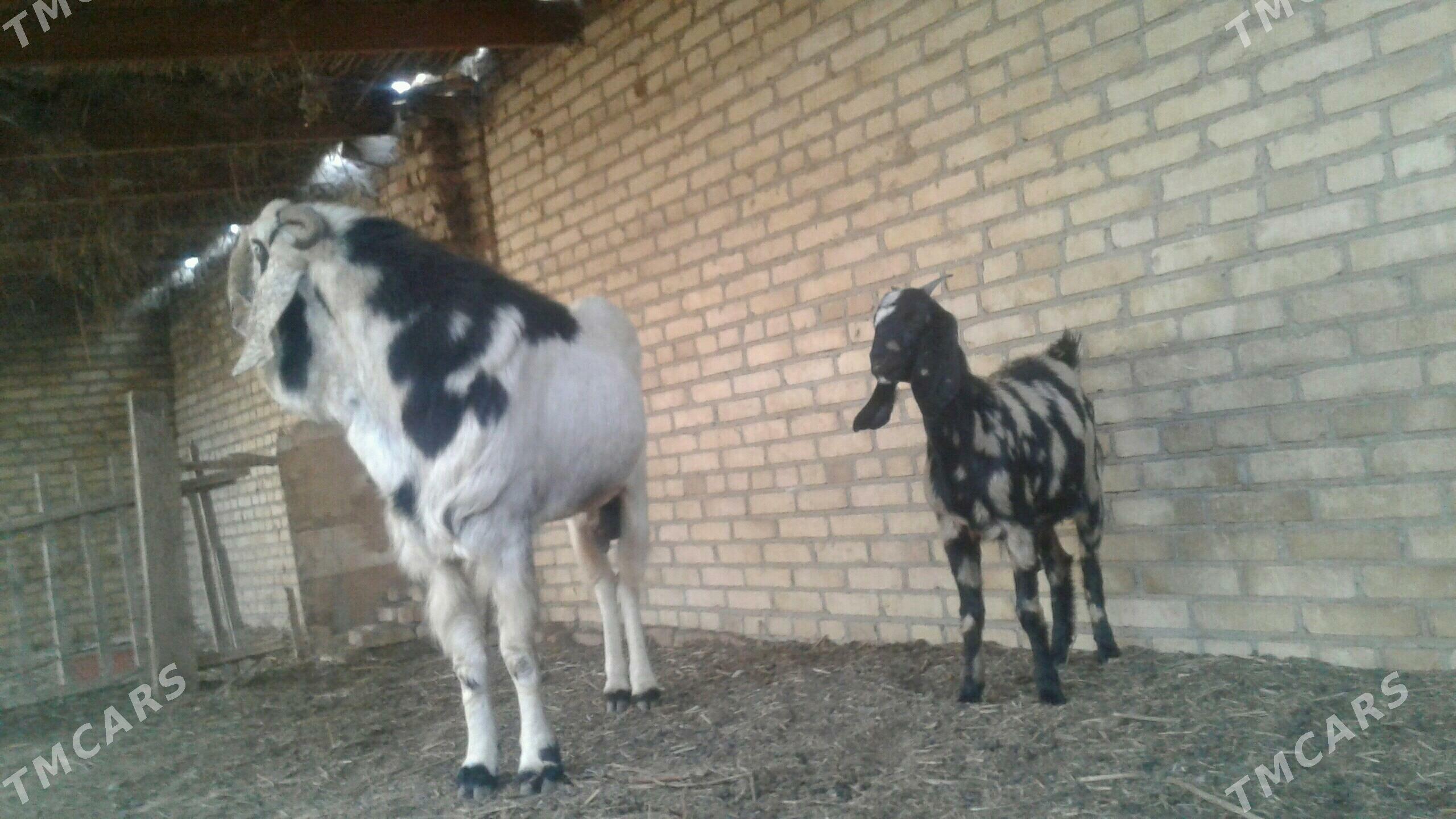 Чебиш - Kerki - img 4