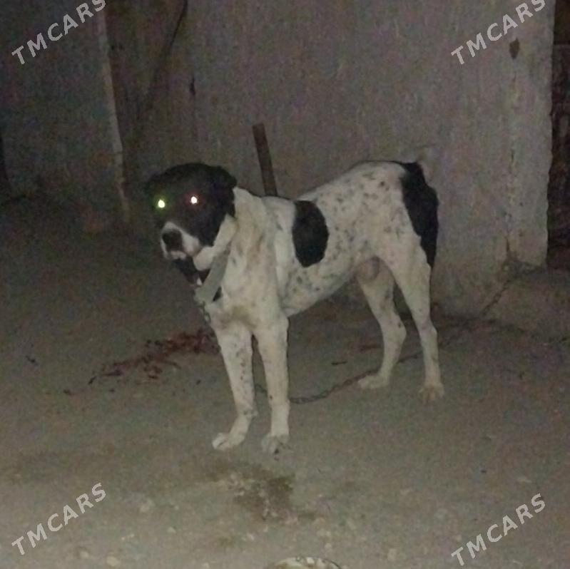 Garabas - Берекет - img 2