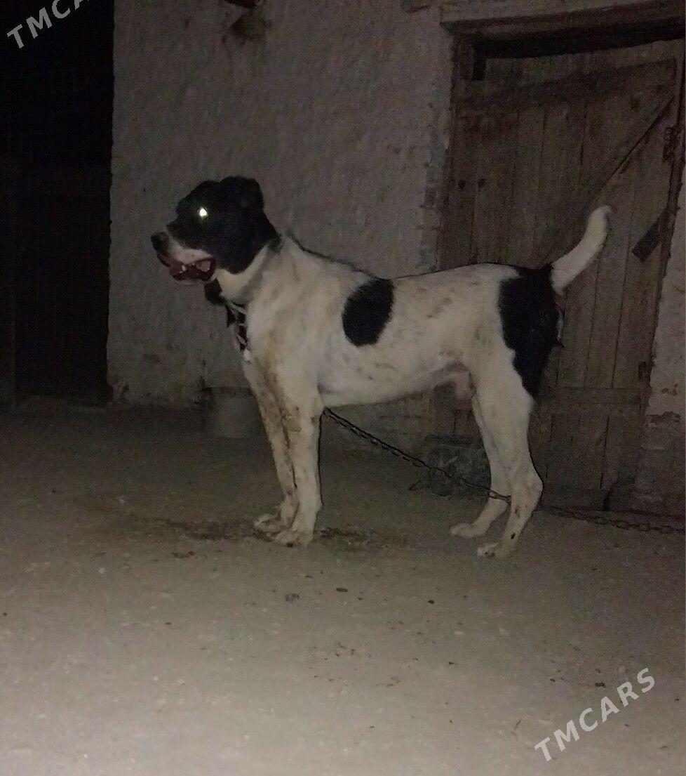 Garabas - Берекет - img 1