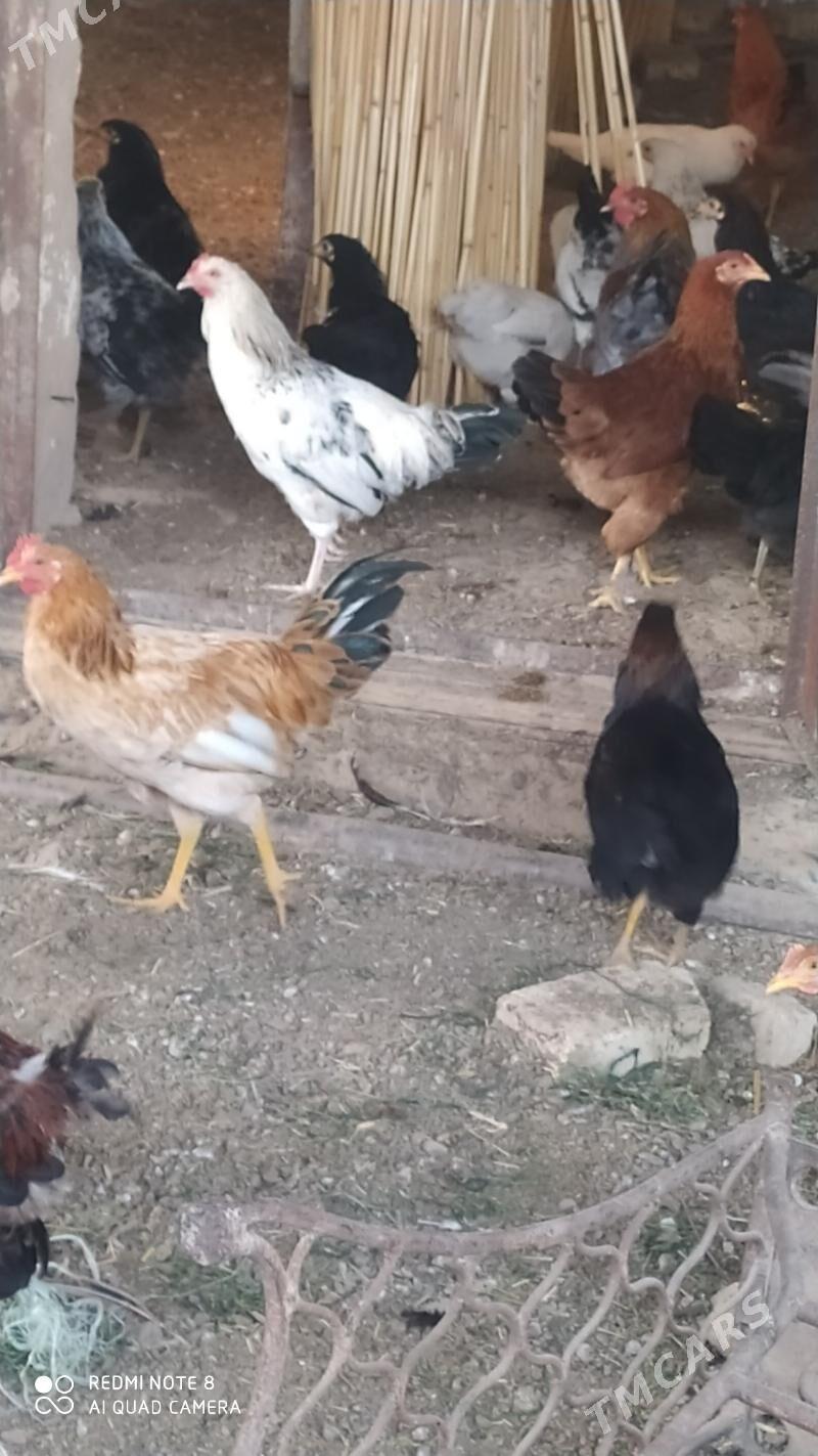 Towuk juje - Murgap - img 1