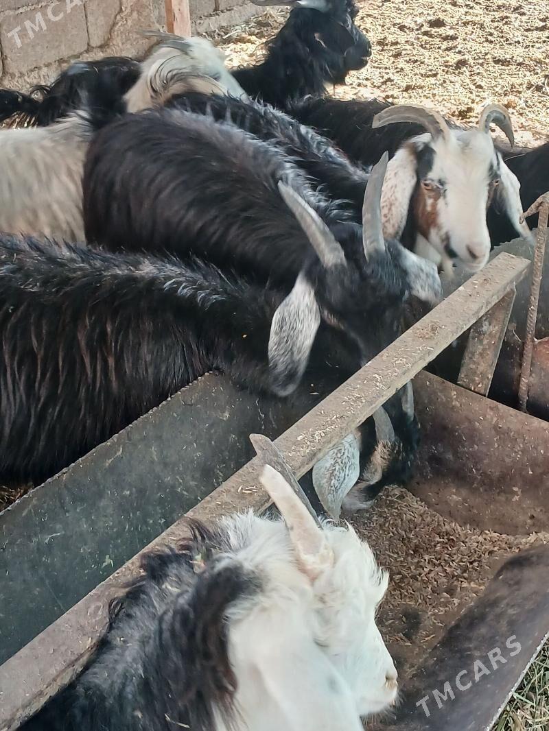 Cewis - Aşgabat - img 2