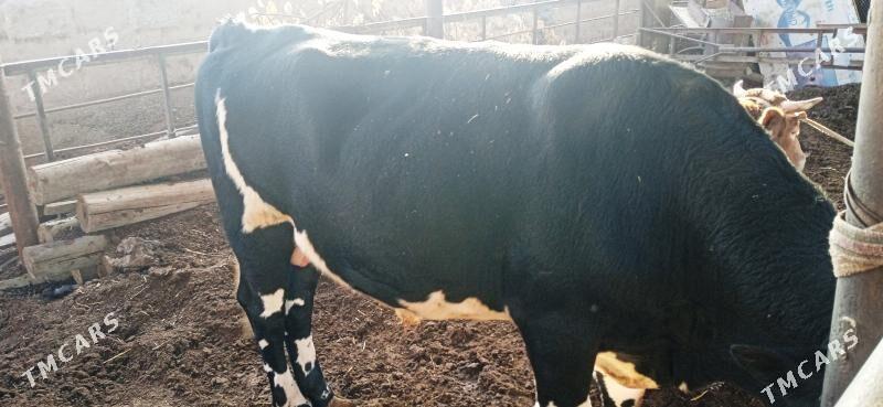 Galaşteyin Ökuz - Türkmenabat - img 1