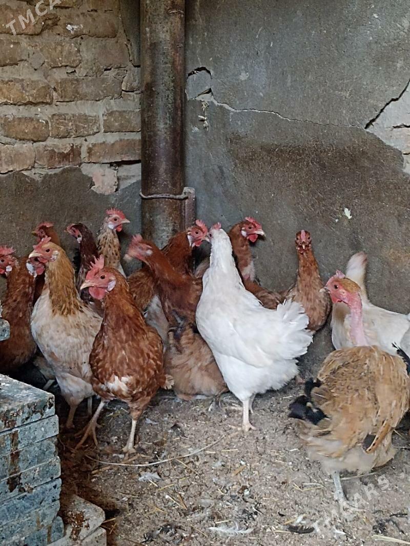 towuk - Гарадамак Шор - img 3