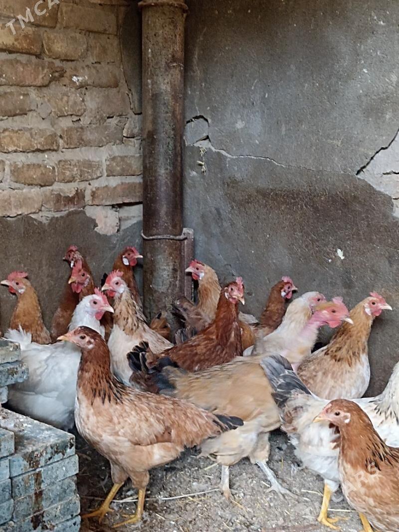 towuk - Гарадамак Шор - img 2