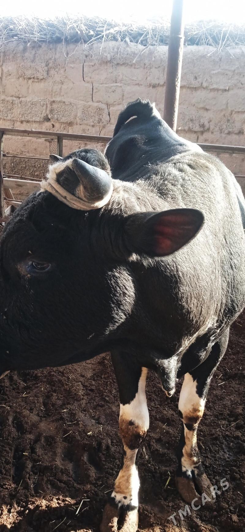 Galaşteyin Ökuz - Türkmenabat - img 2