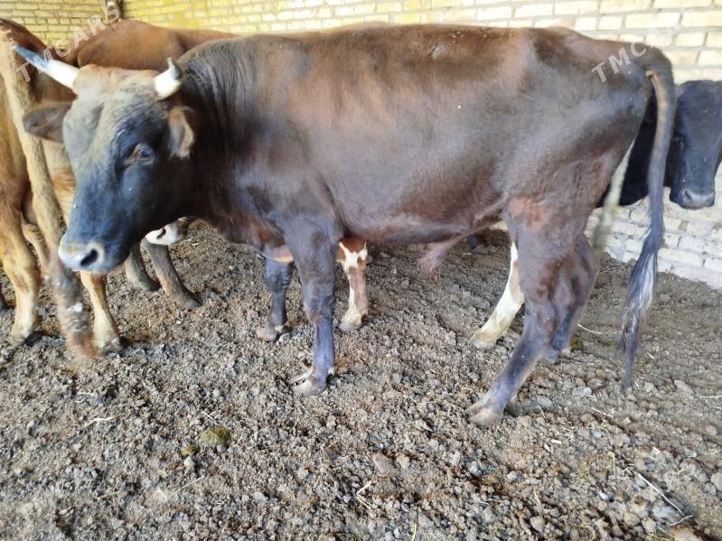 okuzler - Türkmenabat - img 2