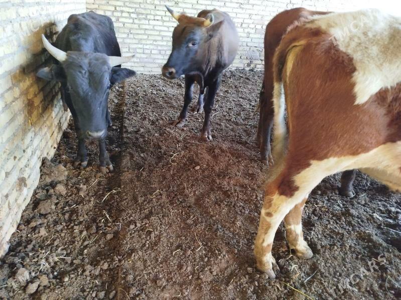 okuzler - Türkmenabat - img 6