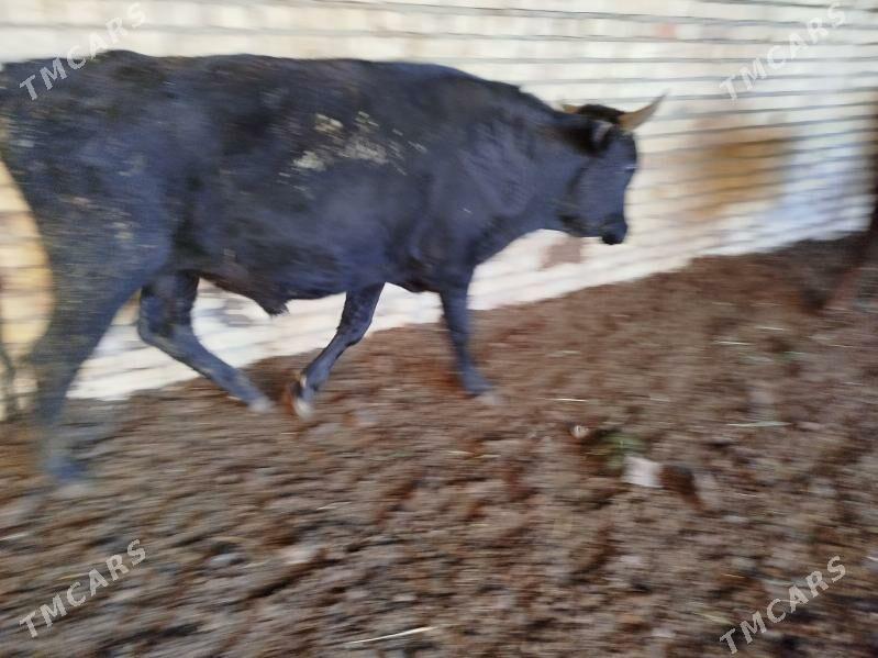 okuzler - Türkmenabat - img 5