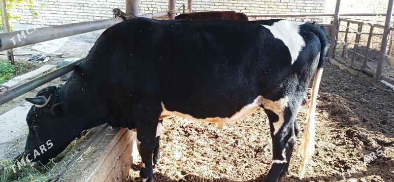 Galaşteyin Ökuz - Türkmenabat - img 3