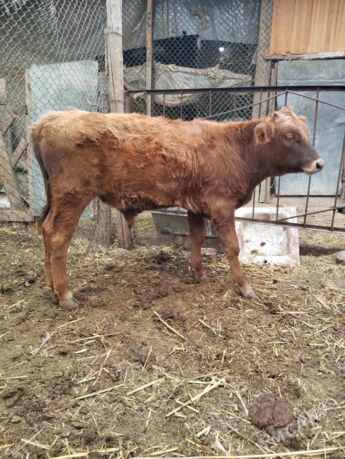 okuzce - Bäherden - img 1