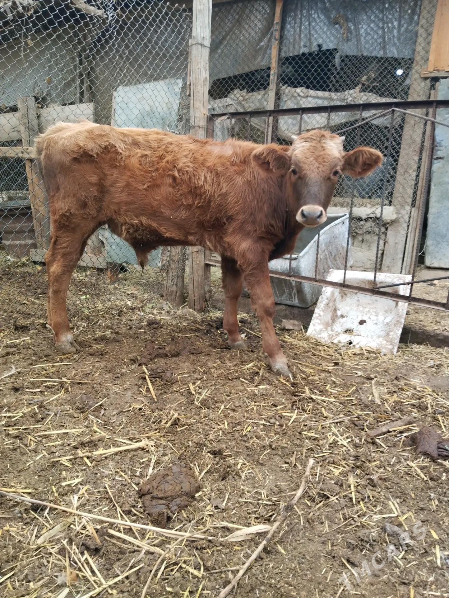 okuzce - Bäherden - img 2