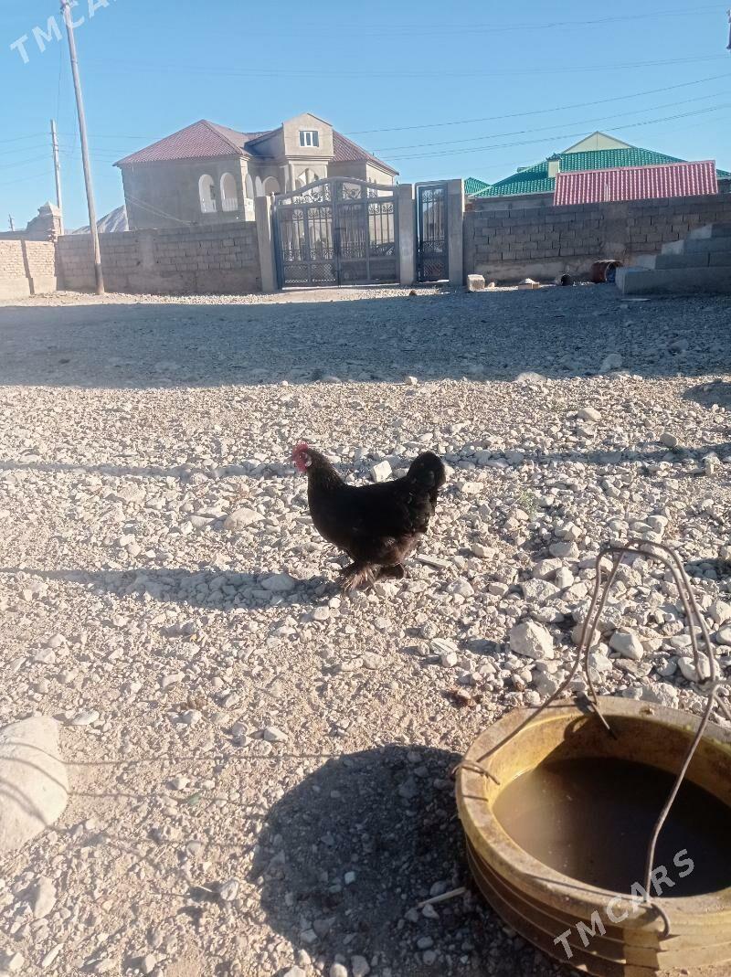 Karlık - Балканабат - img 3