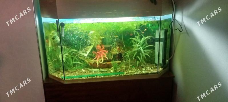 Akwarym - Ашхабад - img 3