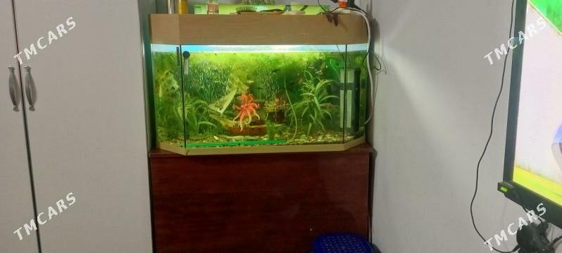 Akwarym - Ашхабад - img 2