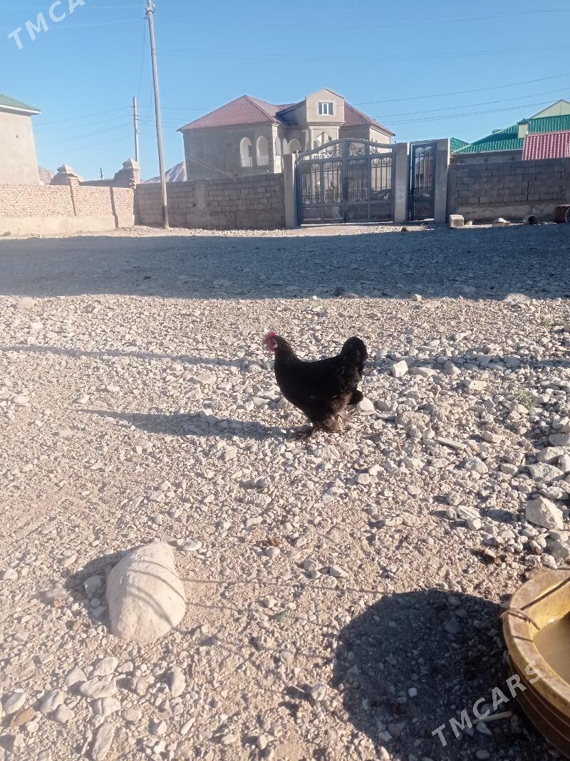 Karlık - Балканабат - img 2