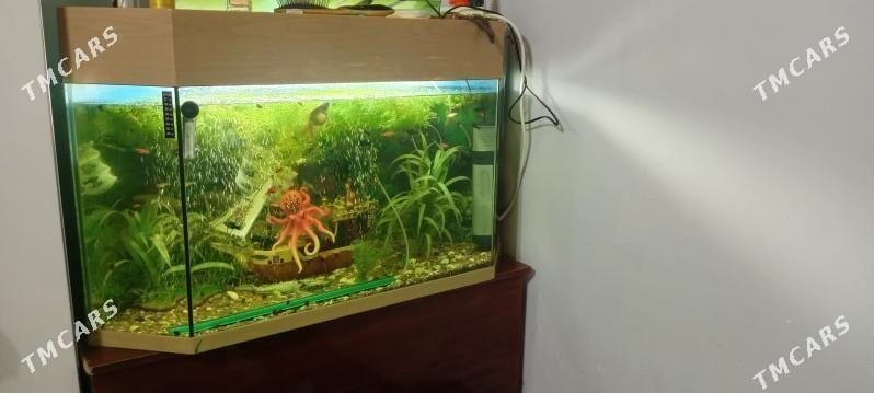 Akwarym - Ашхабад - img 4