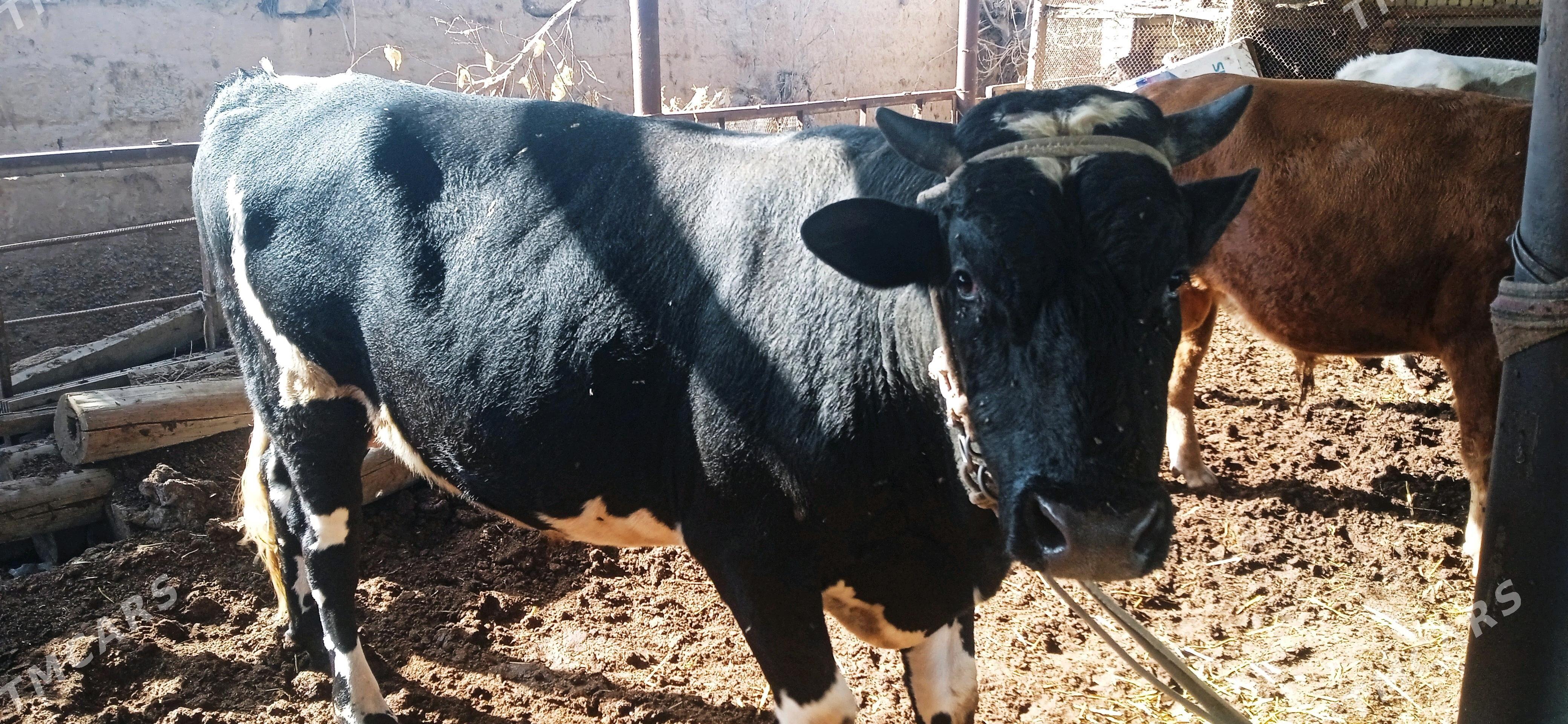 Galaşteyin Ökuz - Türkmenabat - img 4