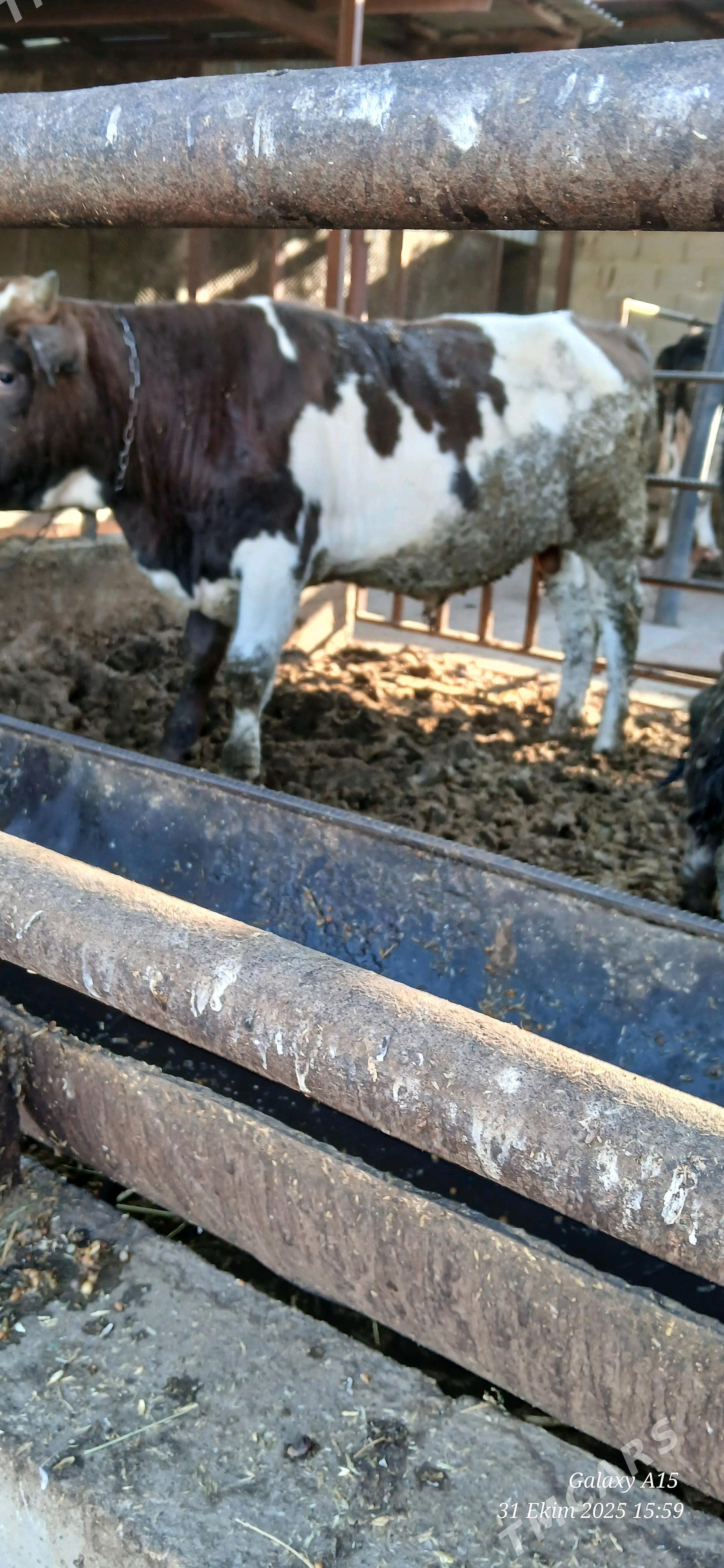 Okiz gibrit - Bäherden - img 3