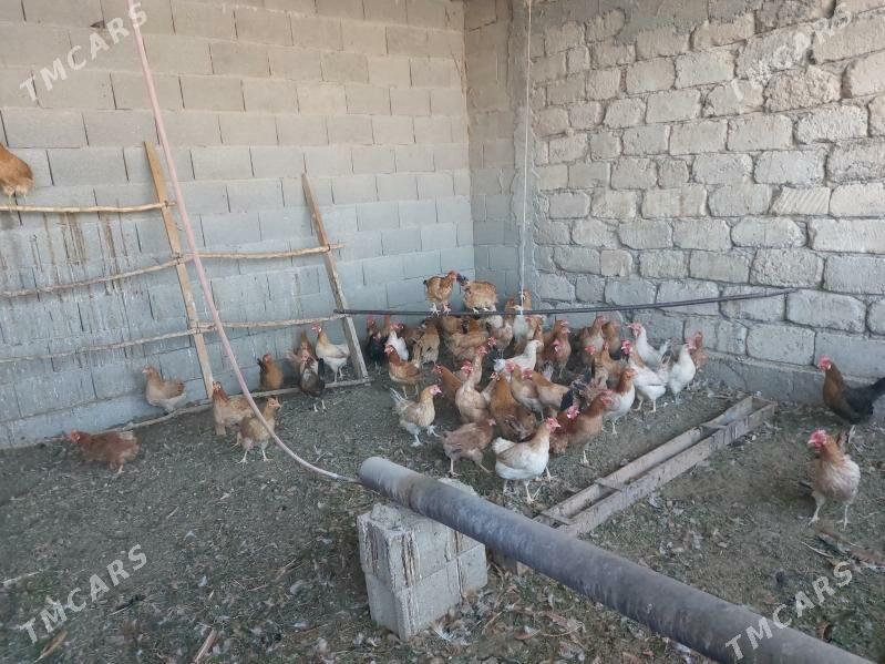 Towuklar - Гёкдепе - img 2