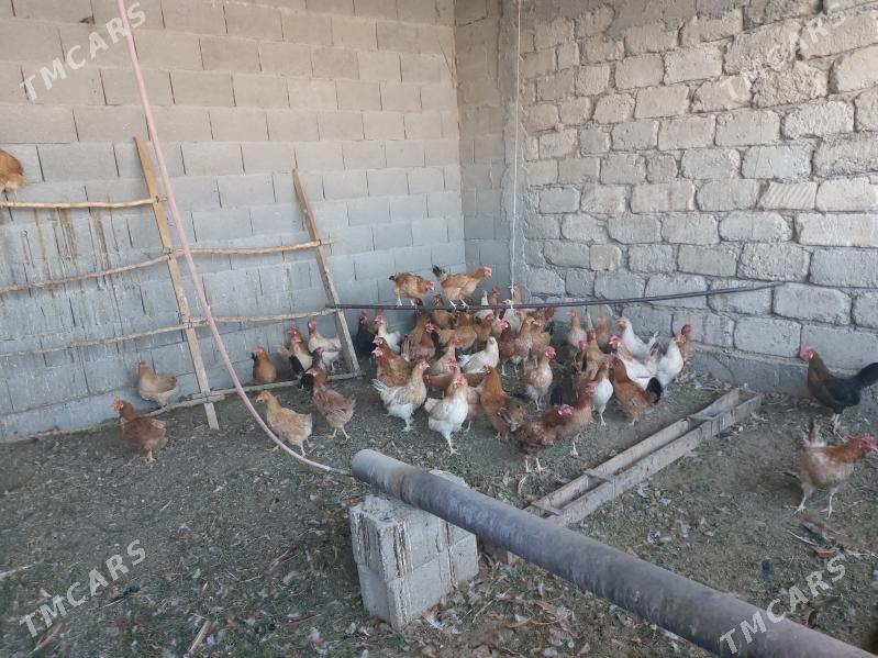 Towuklar - Гёкдепе - img 3