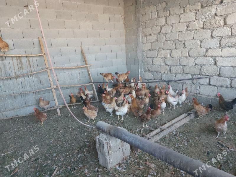 Towuklar - Гёкдепе - img 4