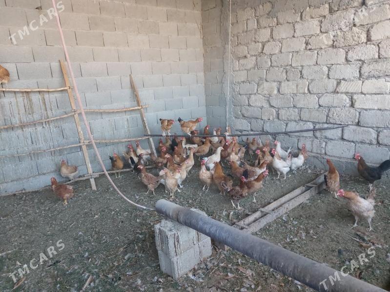 Towuklar - Гёкдепе - img 5