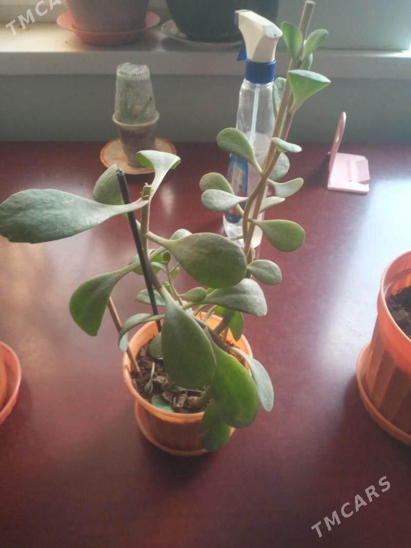 Цветы комнатные - Мир 7 - img 2