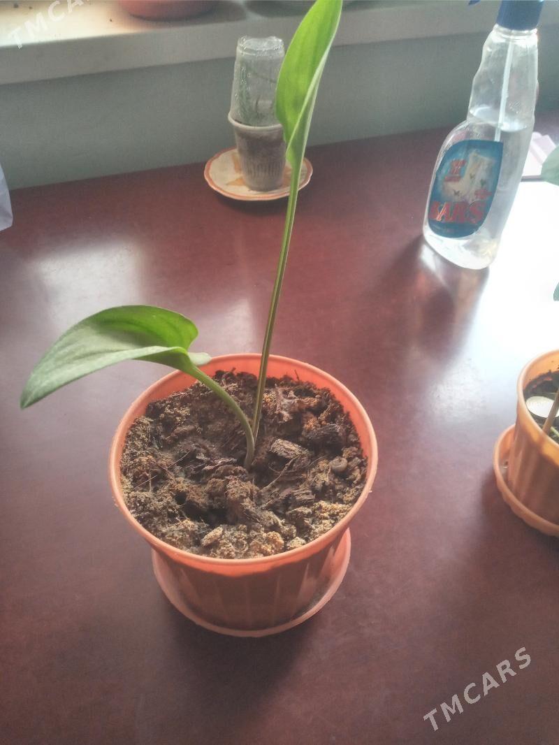 Цветы комнатные - Мир 7 - img 1