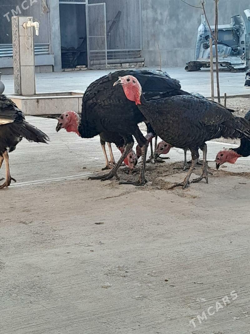 Induk - Garadamak Şor - img 1