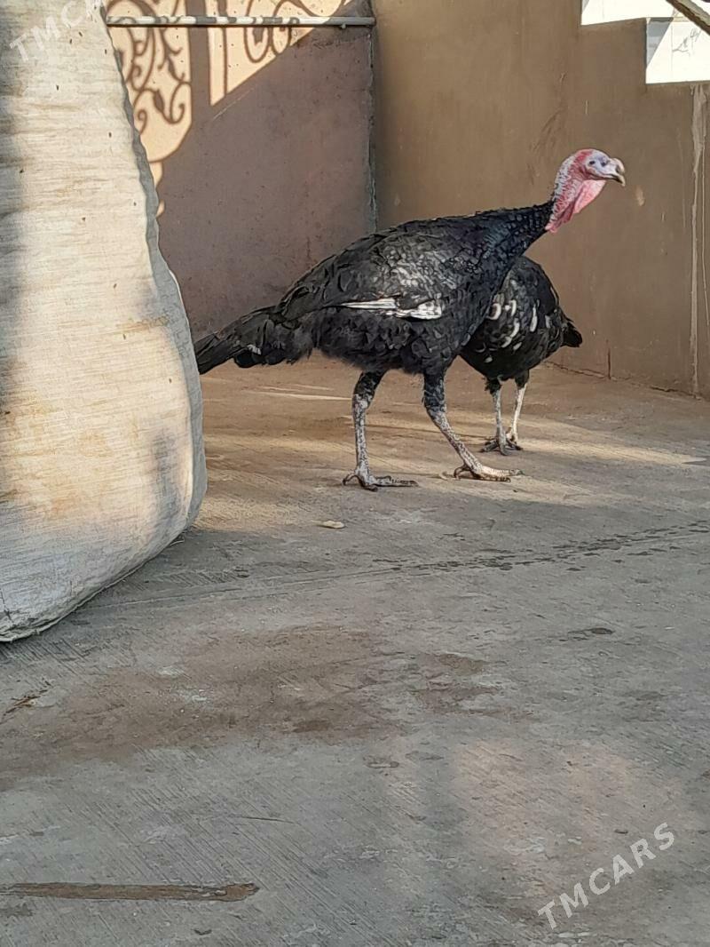 Induk - Garadamak Şor - img 5