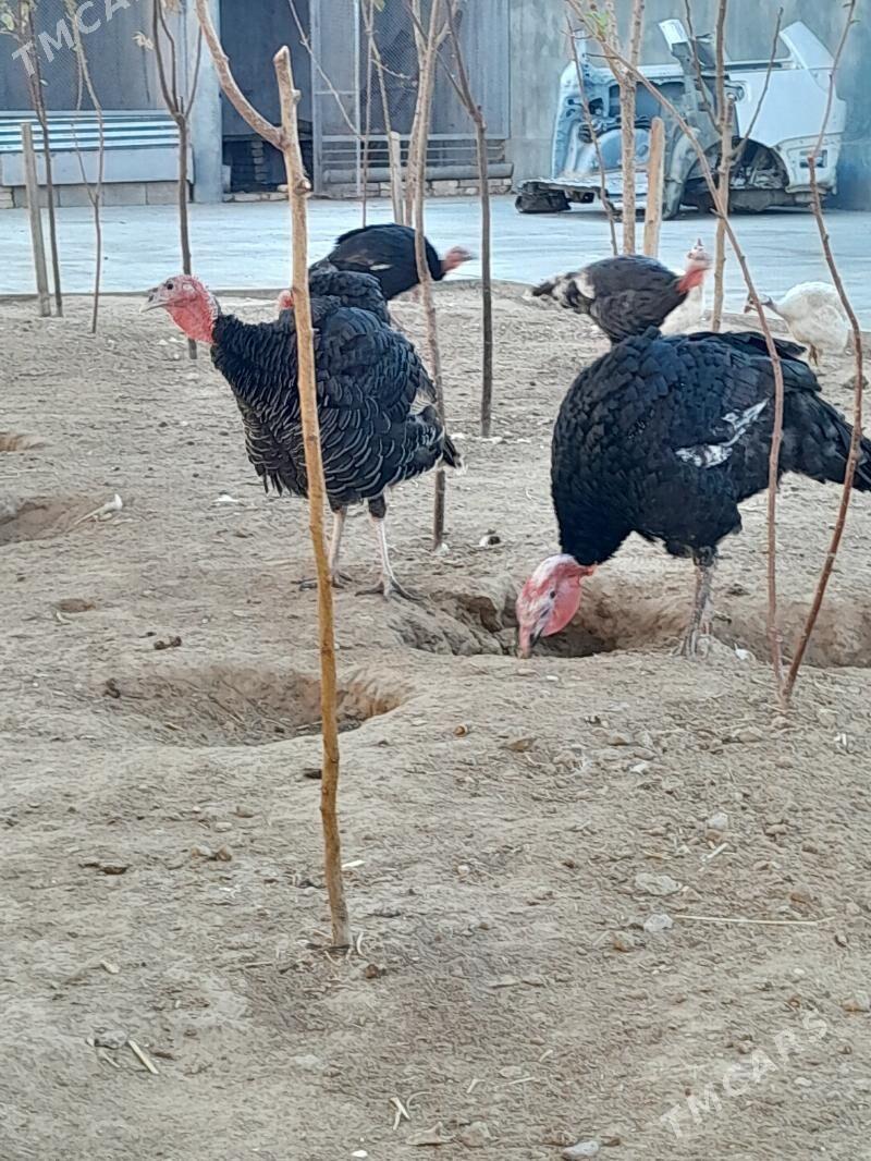 Induk - Garadamak Şor - img 2