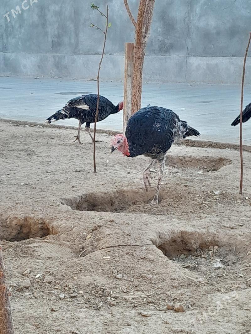 Induk - Garadamak Şor - img 3