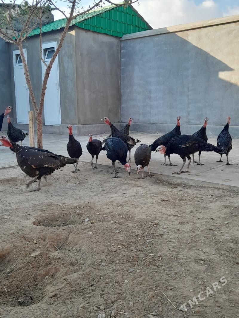 Induk - Garadamak Şor - img 6