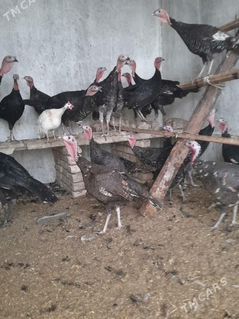 Induk - Garadamak Şor - img 7