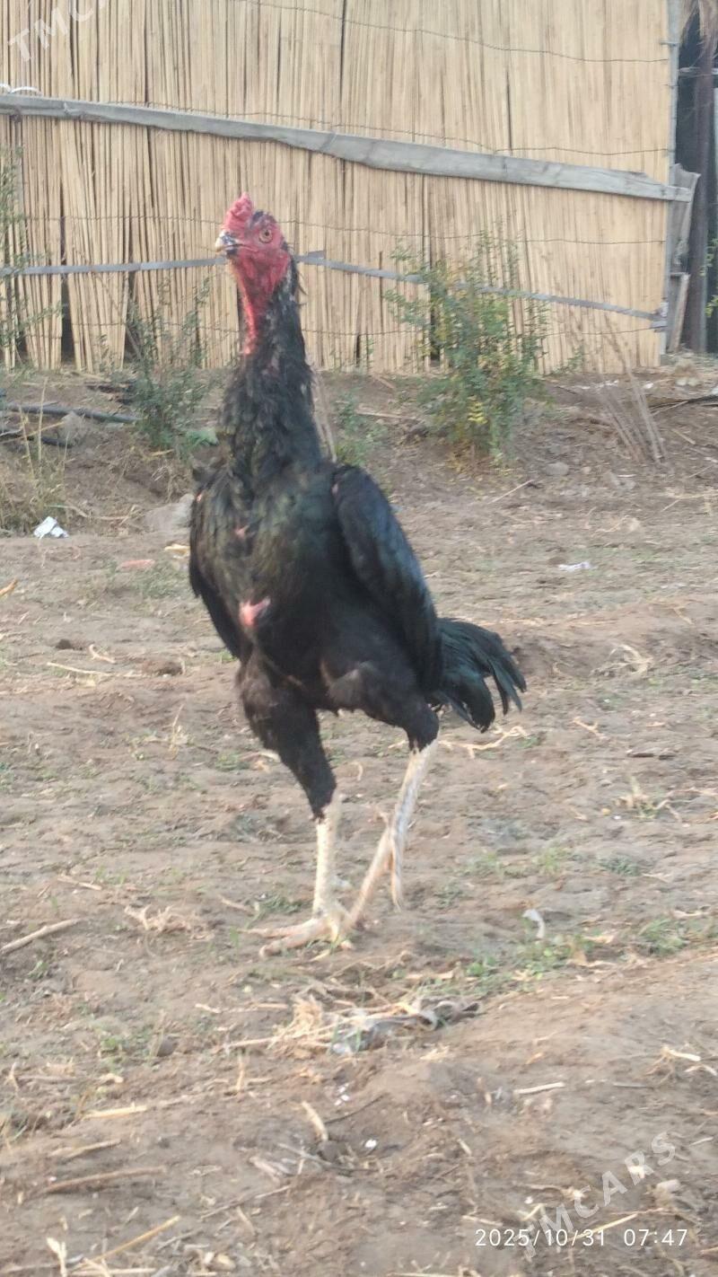 Garlawaç baýes linýa horaz - Wekilbazar - img 1